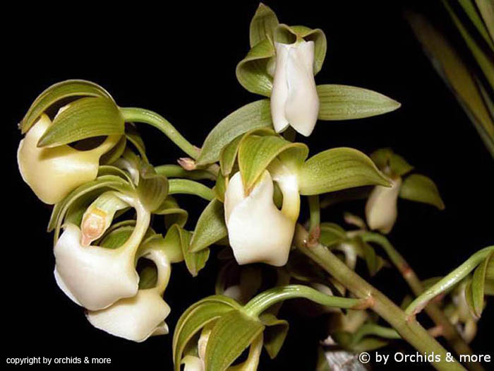 Mormodes_tezlonte_var_album