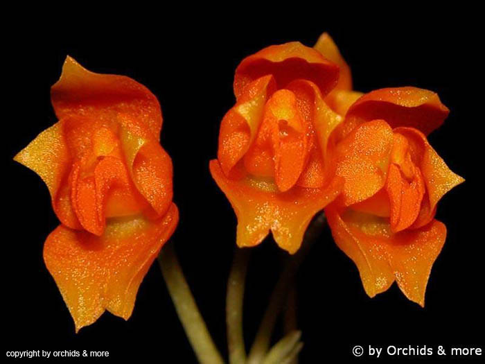 Neodryas_weberbaueri