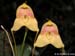 Masdevallia_asterotricha