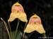 Masdevallia_asterotricha2