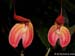 Masdevallia_eumeliae