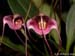 Masdevallia_hieroglyphica