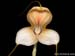 Masdevallia_xanthina