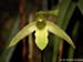 Maxillaria_matthewsii