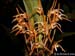 Maxillaria_reichenheimii