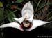 Maxillaria_sanderiana