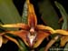 Maxillaria_striata