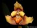 Maxillaria_turkeliae