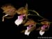Miltonia_russeliana