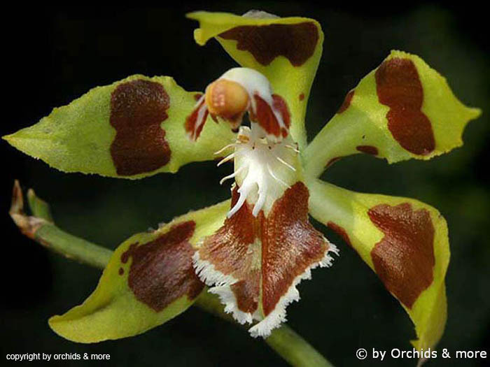 Odontoglossum_lacerum