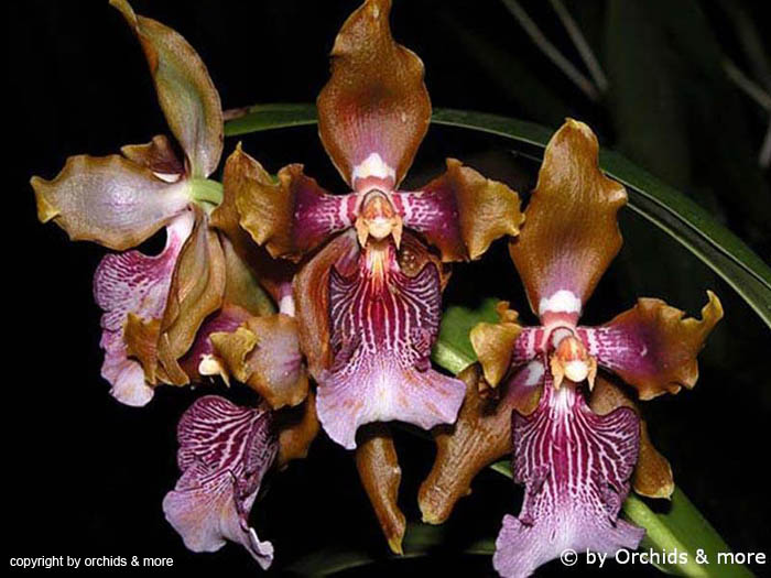 Odontoglossum_wyattianum