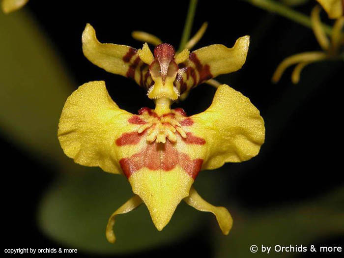 Oncidium_abortivum