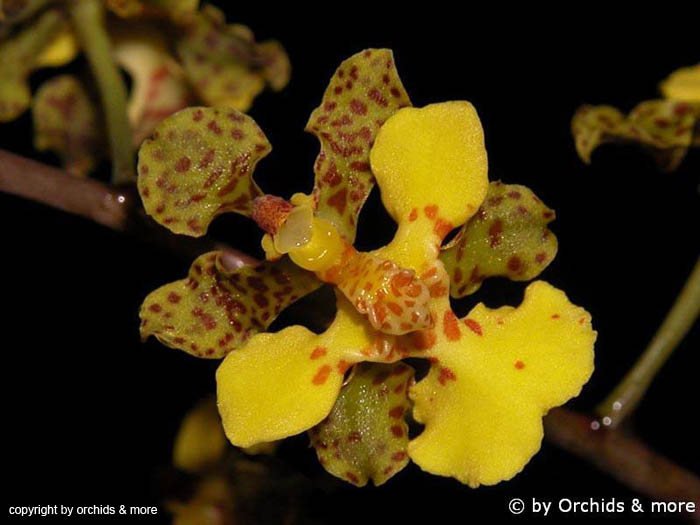 Oncidium_cebollata