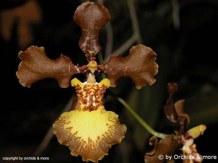 Oncidium_crispum