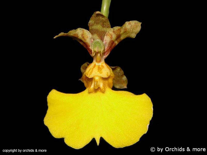 Oncidium_fuchsii