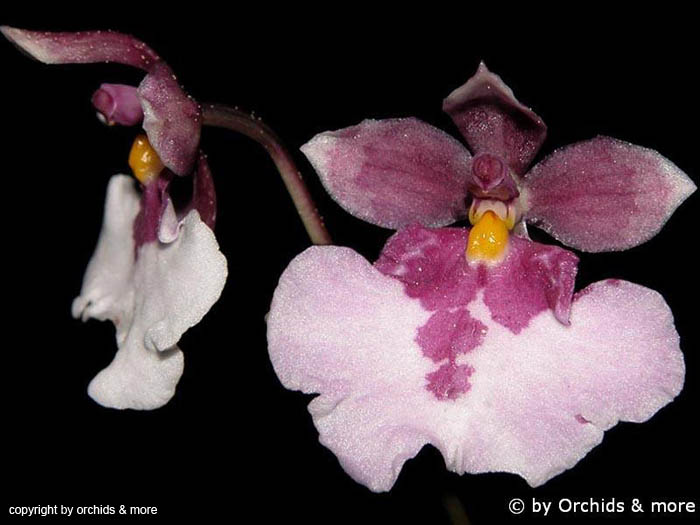 Oncidium_nubigenum