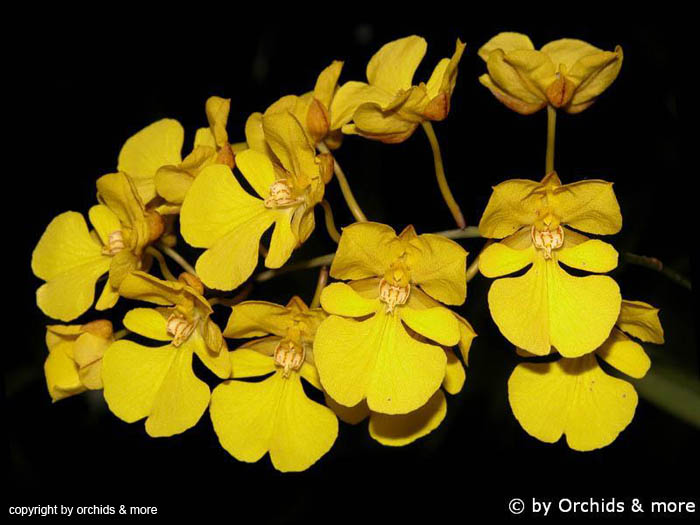 Oncidium_onustum