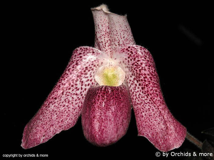 Paphiopedilum_bellalutumxdelenatii