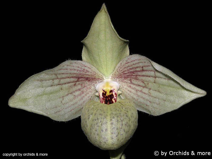 Paphiopedilum_malipoensexemersonii