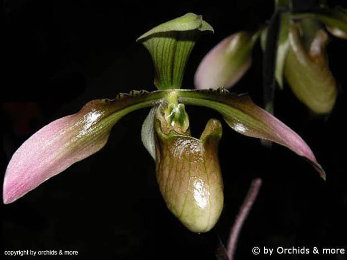 Paphiopedilum_robinsonii