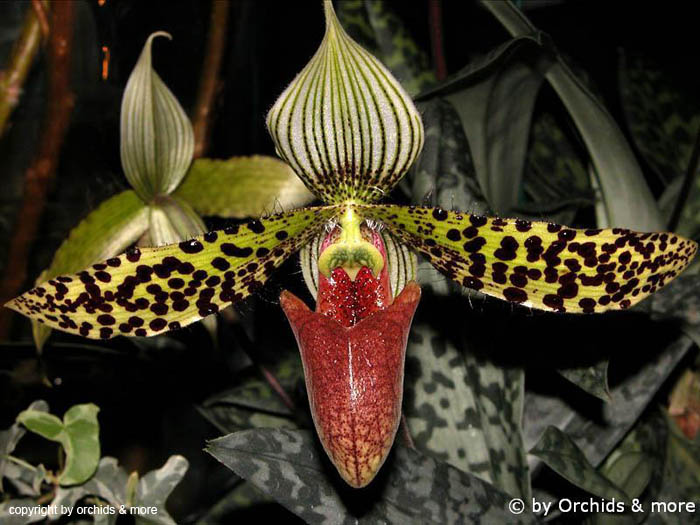 Paphiopedilum_sukhakulii