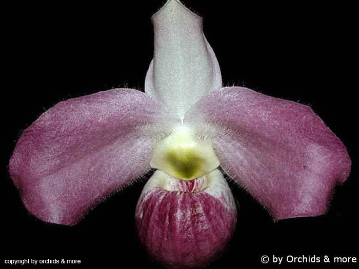 Paphiopedilum_vietnamense