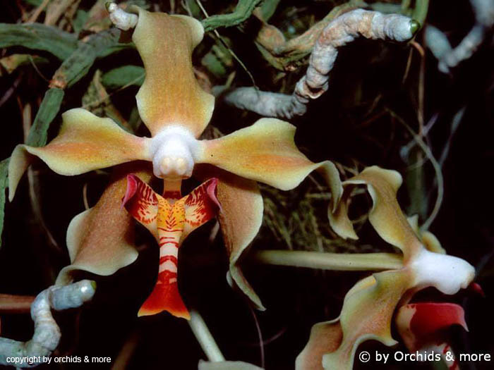Paraphalaenopsis_denevei