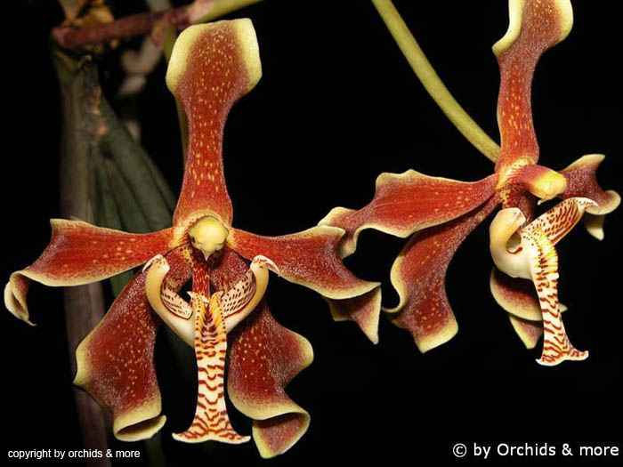Paraphalaenopsis_labukensis_
