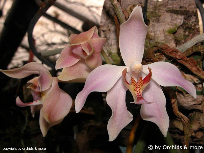 Paraphalaenopsis_laycockii_