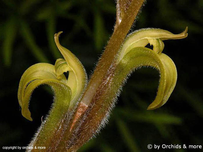 Pelexia_olivacea