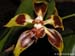 Odontoglossum_spec