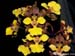Oncidium_cebolleta2