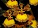 Oncidium_gardneri