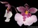 Oncidium_nubigenum