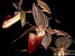 Paphio_rothschildianum