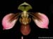 Paphiopedilum_amabile