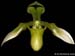 Paphiopedilum_appeltonianum