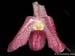 Paphiopedilum_bellalutumxdelenatii
