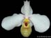 Paphiopedilum_emersonii