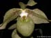Paphiopedilum_jackii
