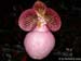 Paphiopedilum_micranthum