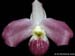 Paphiopedilum_vietnamense