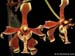 Paraphalaenopsis_labukensis