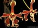 Paraphalaenopsis_labukensis_