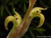 Pelexia_olivacea