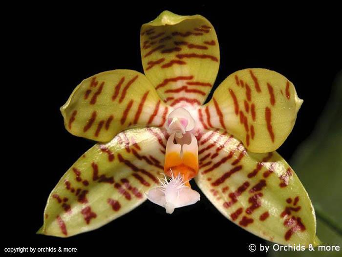 Phalaenopsis_fasciata