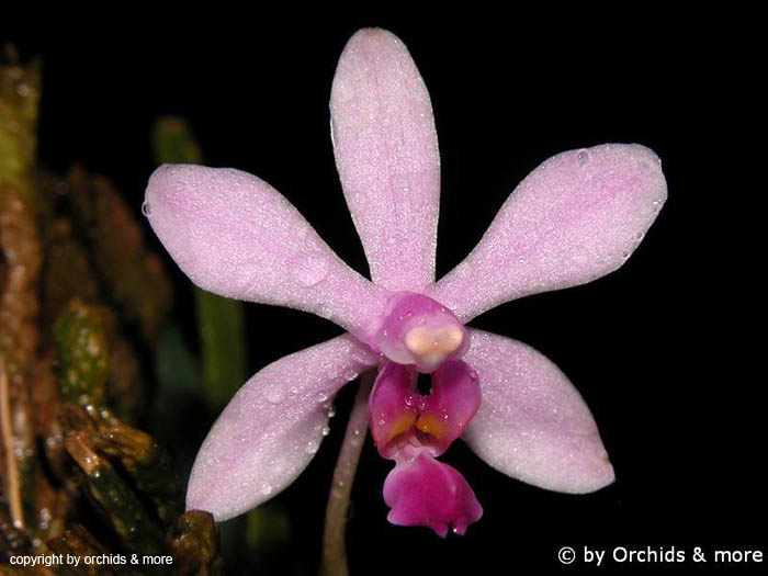 Phalaenopsis_hainanense