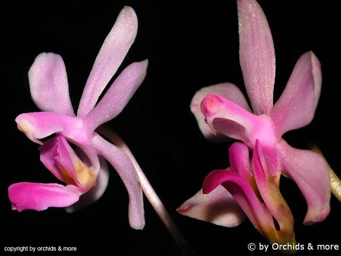 Phalaenopsis_hainanensis_taenalis_