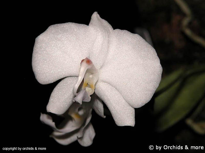 Phalaenopsis_lowii_alba