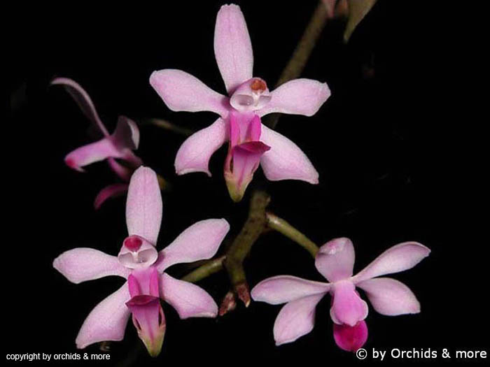 Phalaenopsis_taenialis